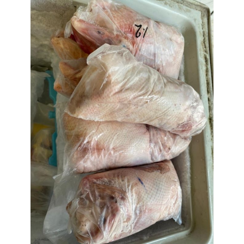 

Karkas Daging Ayam Horen ayam broiler sudah bersih