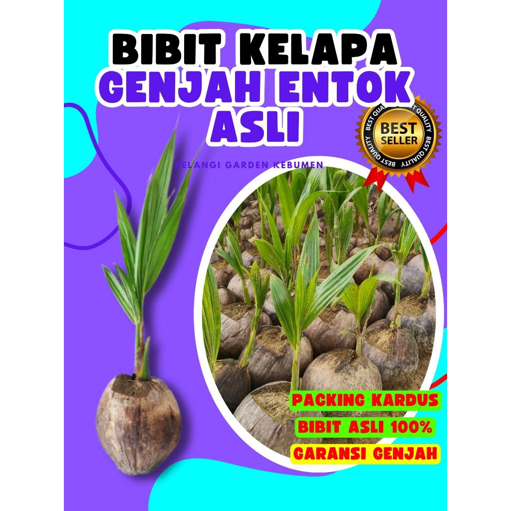 LANGSUNG PETANI.. Pohon Kelapa Hijau, Pohon Kelapa Hibrida Hijau Jumbo, Pohon Kelapa Hijau Asli