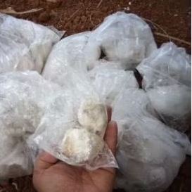 CaO bongkahan / kapur tohor bongkahan / kapur padam bongkahan