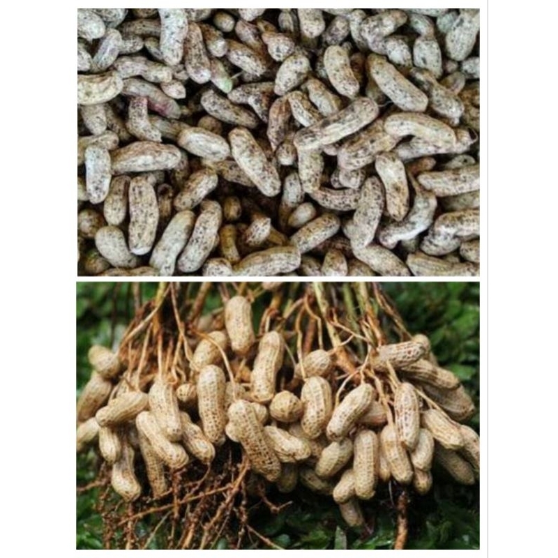 

kacang tanah baru panen 1kg cocok untuk di rebus