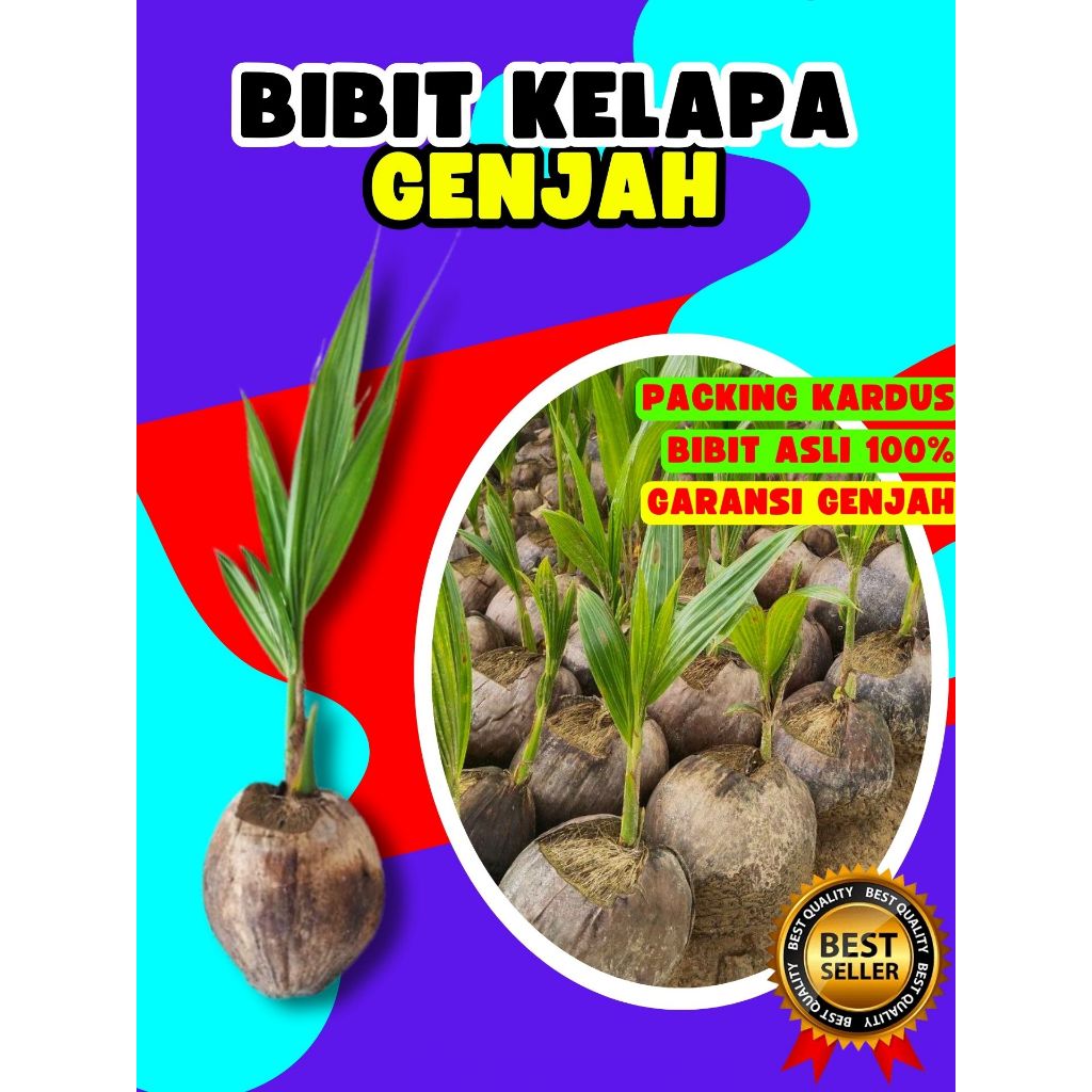 BIBIT UNGGUL.. Pohon Kelapa Ijo Asli, Pohon Kelapa Ijo Pendek, Bibit Kelapa Ijo Genjah