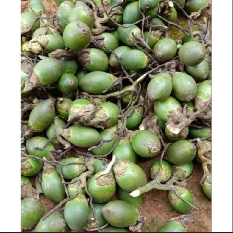 

1 Buah Pinang Segar (Areca catechu) Buah Jambe Segar