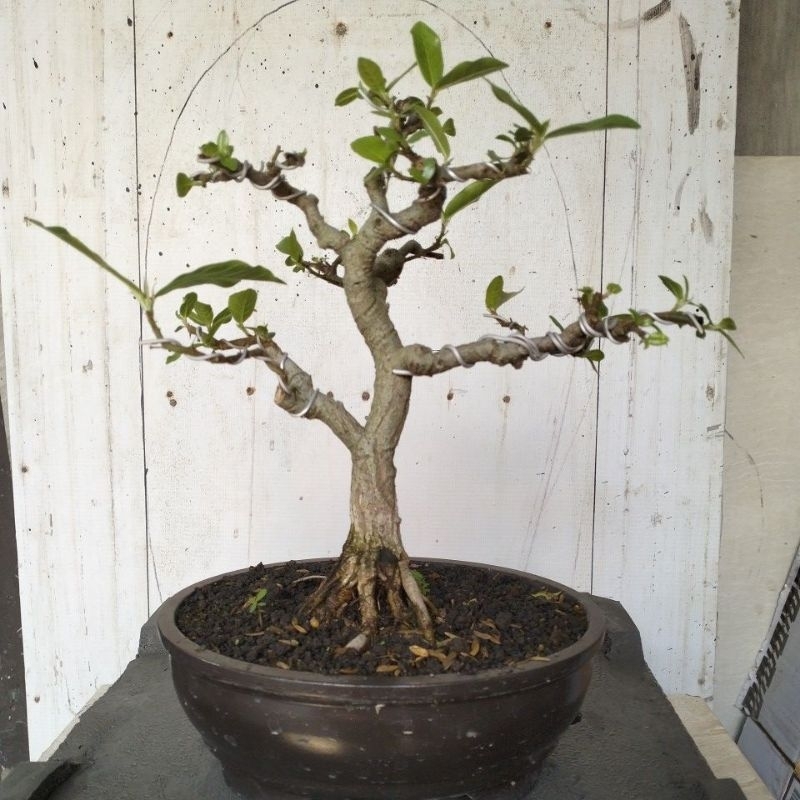 BAHAN BONSAI LOA MAME PROGRAM AKAR.SUDAH SEIMBANG