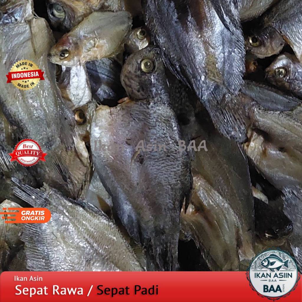 

Ikan Asin Sepat Rawa / Ikan Asin Sepat Padi Super 250gram, 500gram, 1kg