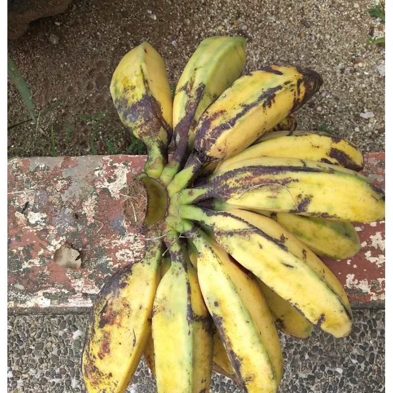 

PISANG KEPOK ALAMI