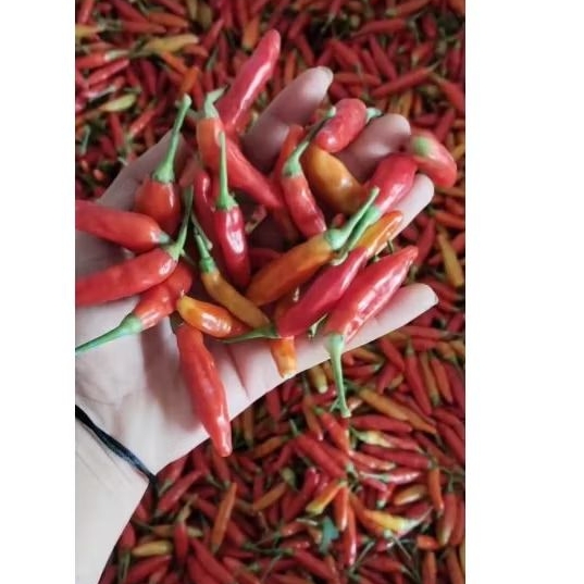 

cabe rawit merah 500 gram