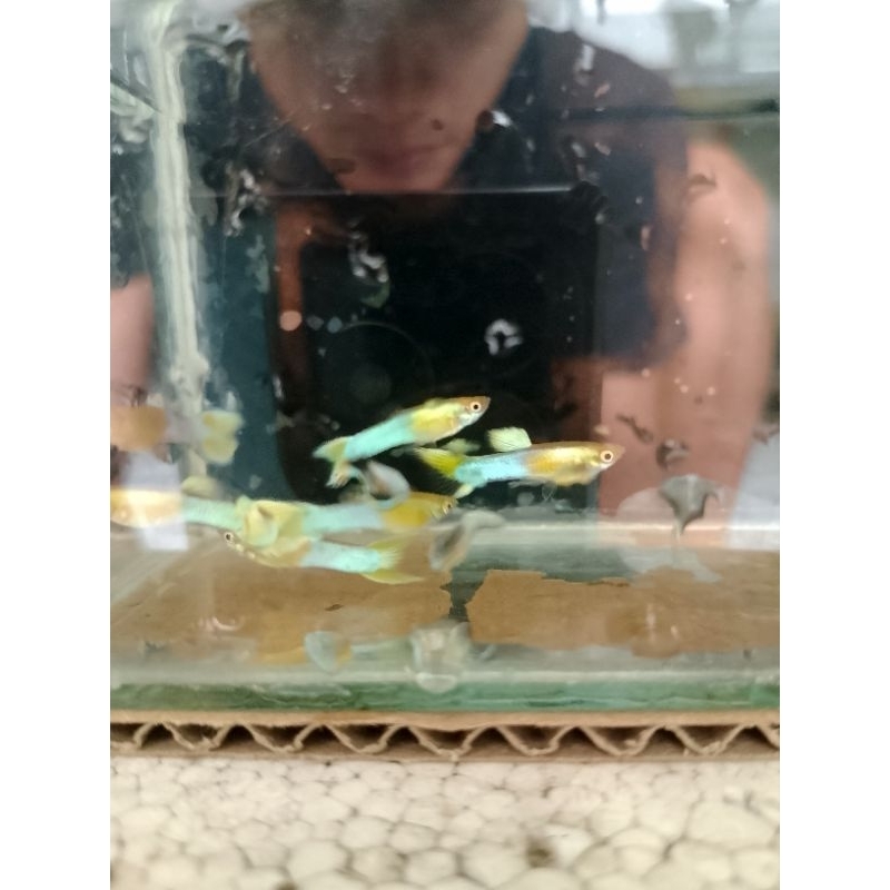 blue japan gold endler guppy mini