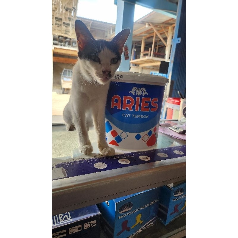 CAT TEMBOK ARIES 5KG