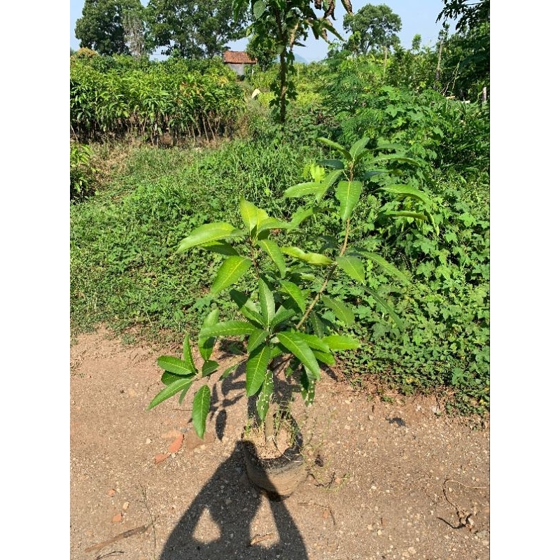 

Tanaman bibit mangga harumanis