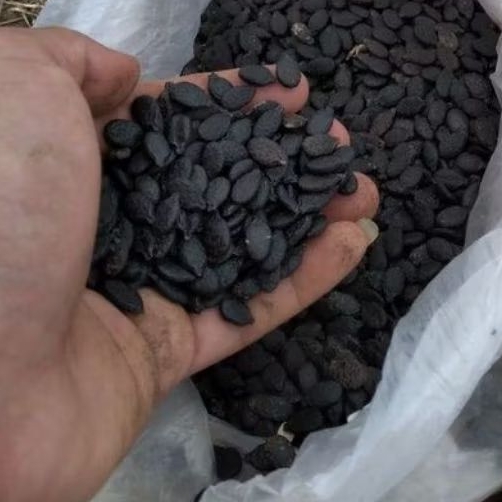 

5 Benih oyong/gambas taiwan