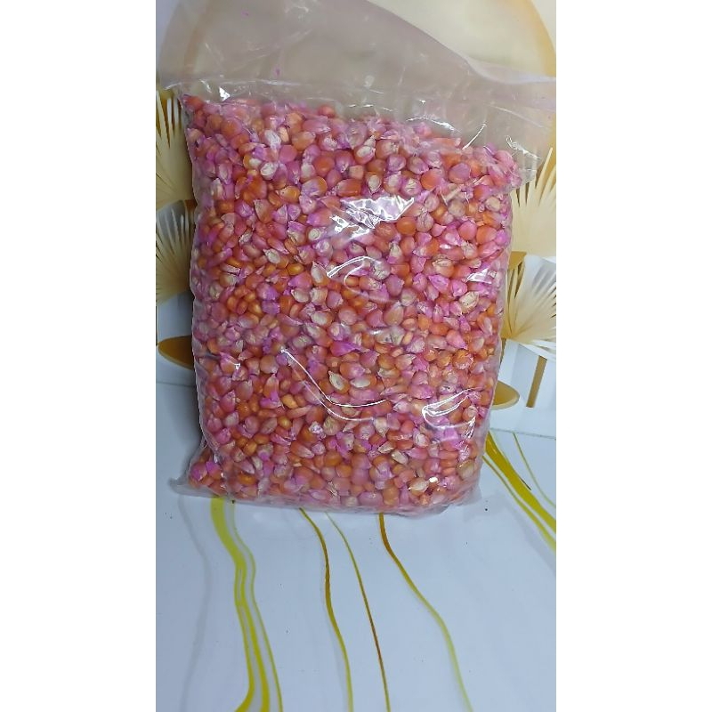 

Benih jagung putihan/polosan 1kg