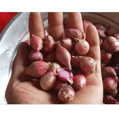 

BAWANG MERAH NGANJUK UKURAN KECIL