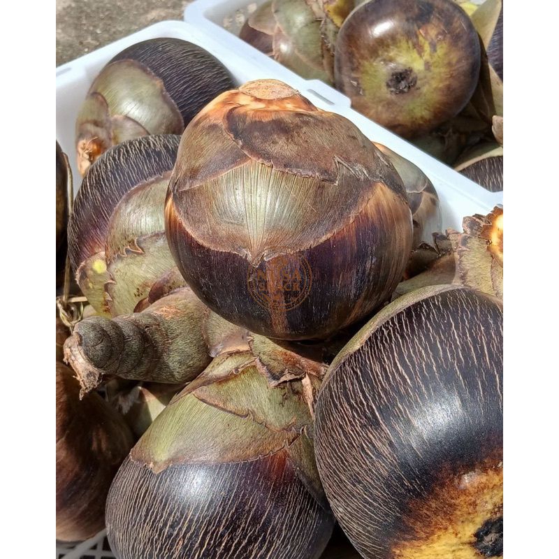 Buah Lontar Segar