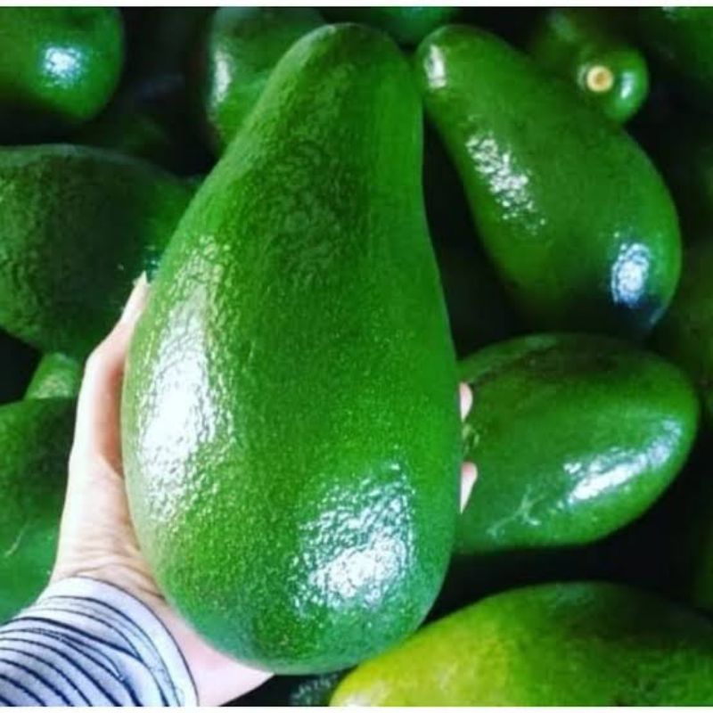 

GROSIR Termurah Alpukat Pluwang / Pangeran Super - Alpukat Mentega Unggulan - Pulen Gurih Garansi