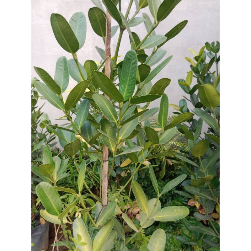 Garcinia fukugi/tanaman hias fukugi besar