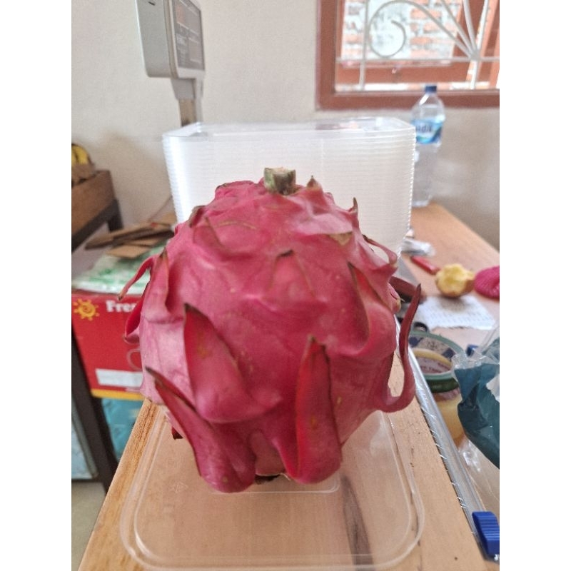

Buah Naga Merah