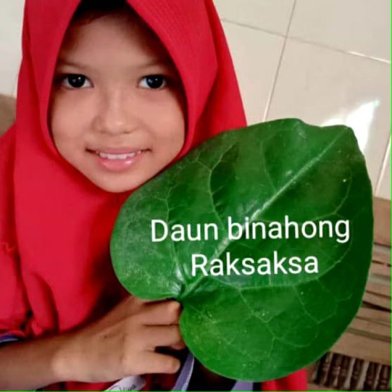 

Daun binahong 500 grm fresh di petik jika ada pesanan
