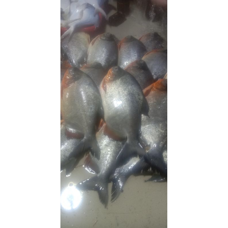 

bawal tawar / merah berat 1kg
