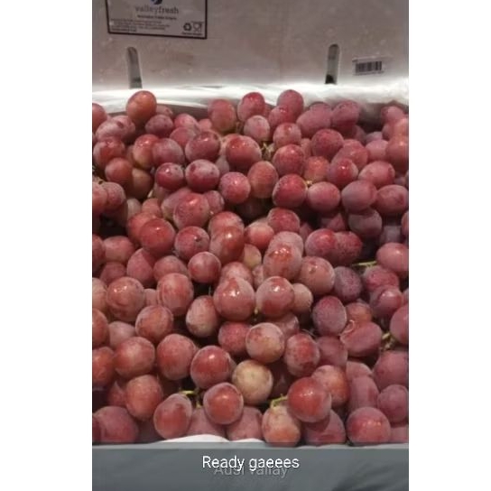 

GROSIR Anggur Merah Red Globe Import Australia