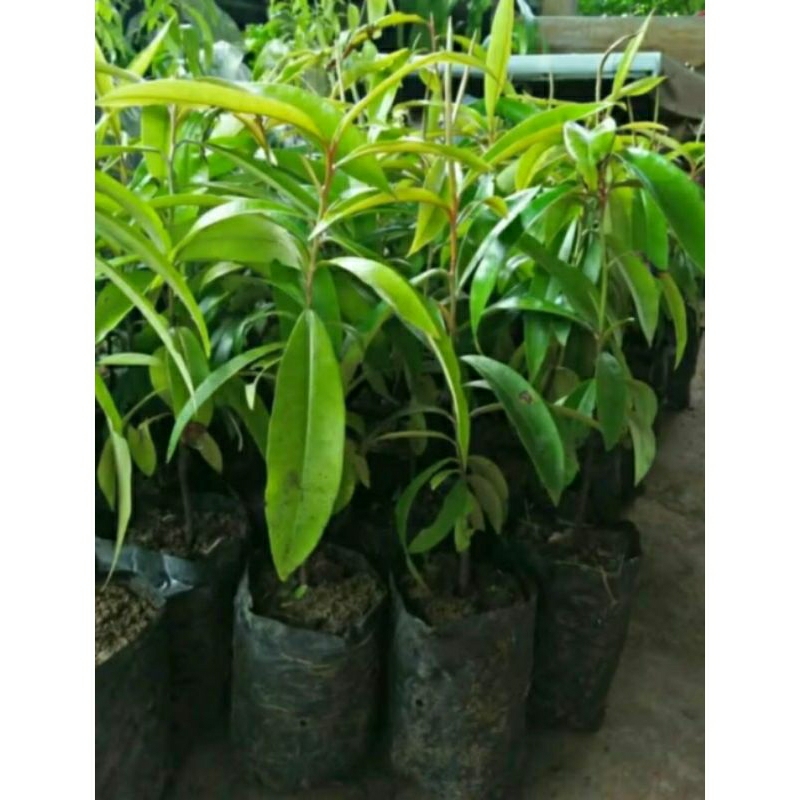 bibit eboni(kayu hitam)