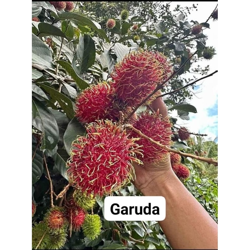 Bibit Rambutan Garuda Hasil Okulasi / Cangkok