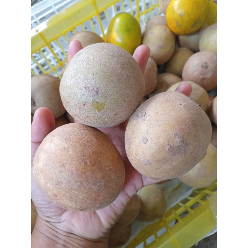 

Sawo Madu Segar – Manis & Lembut