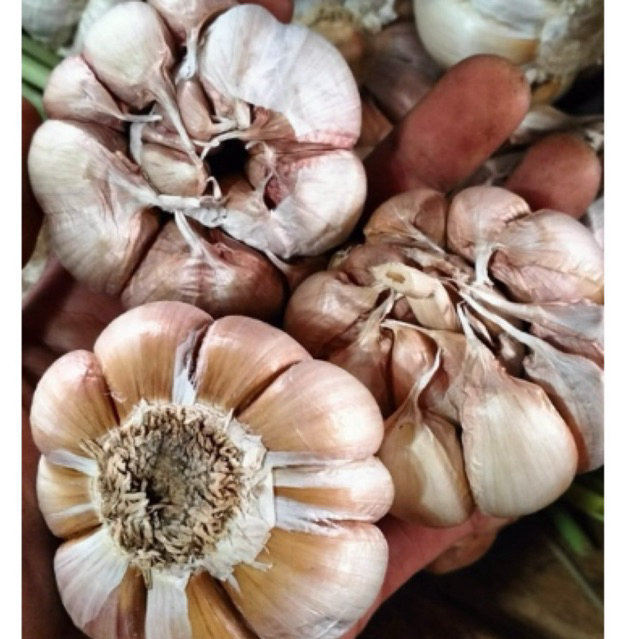 

BAWANG PUTIH SUPER FRESH