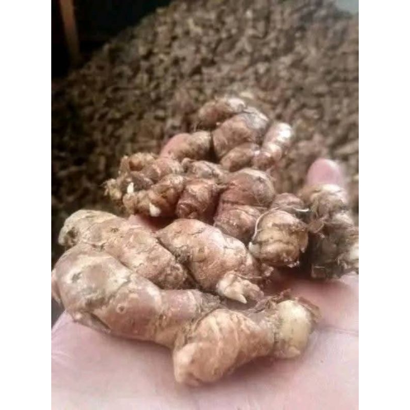 

Kencur tua dan Fress berat 1kg kualitas premium, terlaris di kelasnya