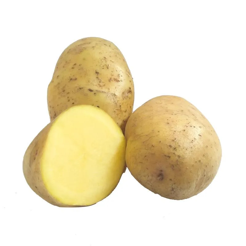 

Kentang Ukuran Sedang Kualitas Super 1kg