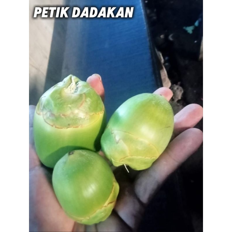 

buah beluluk kelapa ijo kecil - kelapa muda herbal diabetes