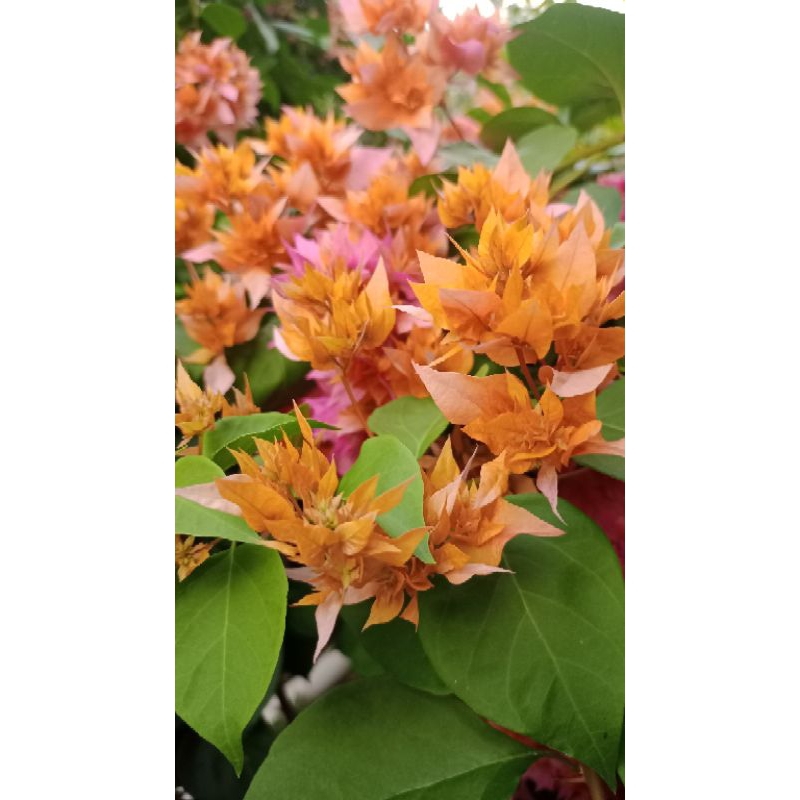 BIG PROMO..... Paket 10pcs Batang stek Bougenville Hawai peach