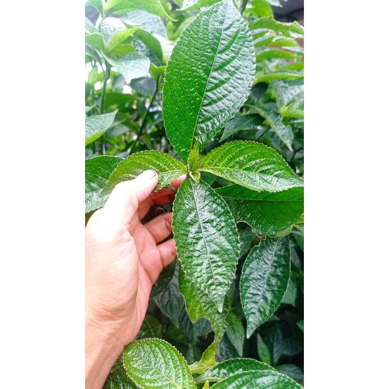 

daun keji beling segar 100gr