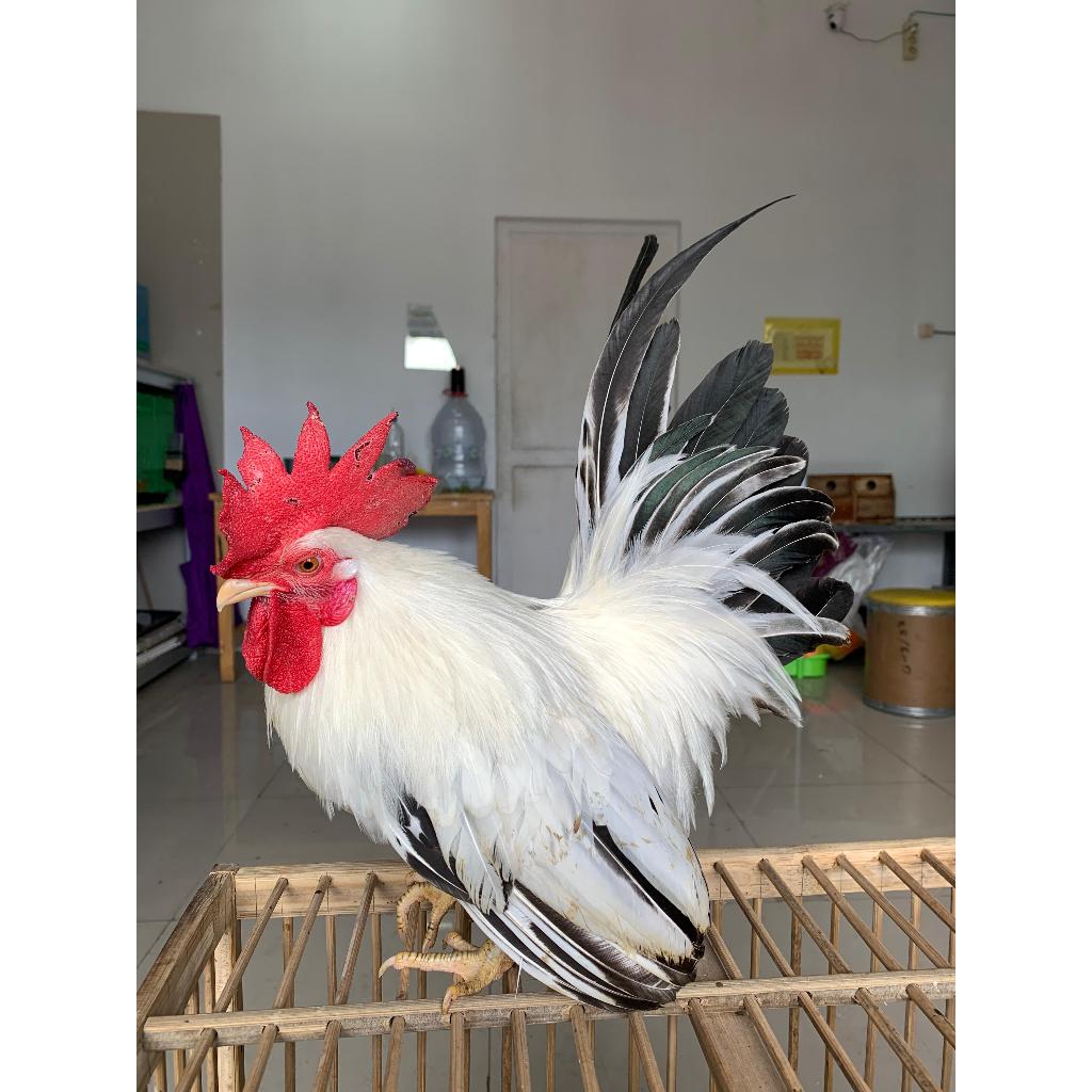 Ayam Kate Hitam Putih Ayam Hias Jepang Ayam Dewasa