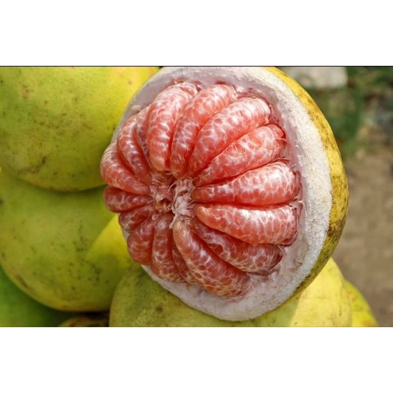 

jeruk pamelo madu merah manis tanpa biji 1,4-1,6 kg
