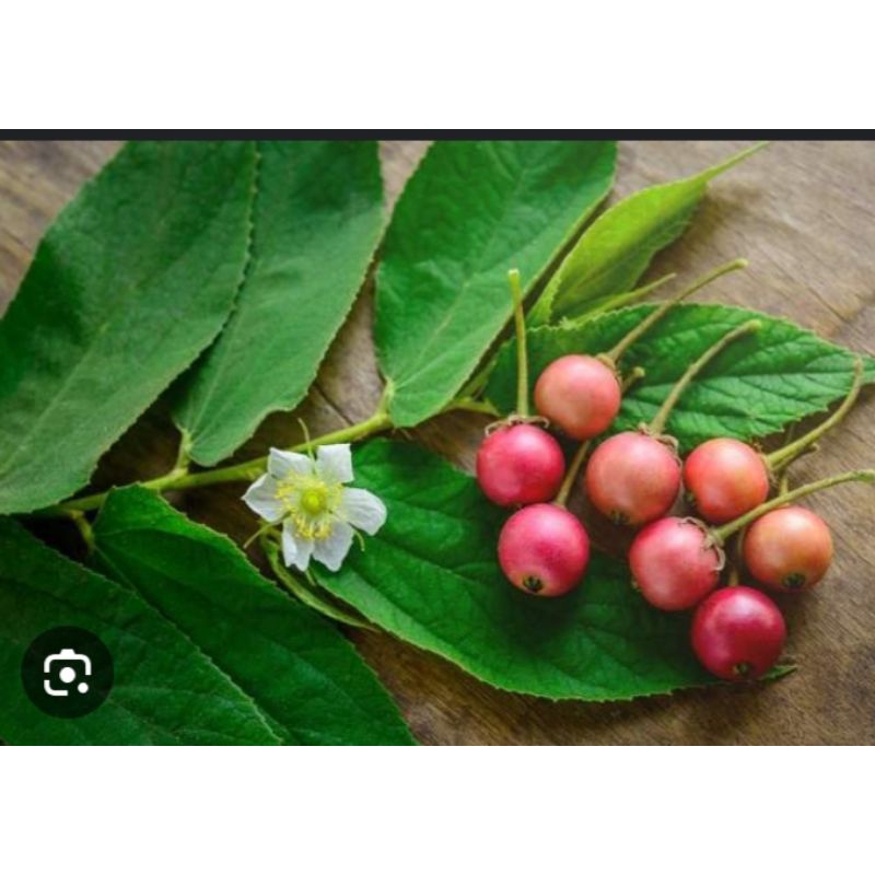 

buah kersem segar dan manis kwalitas terbaik