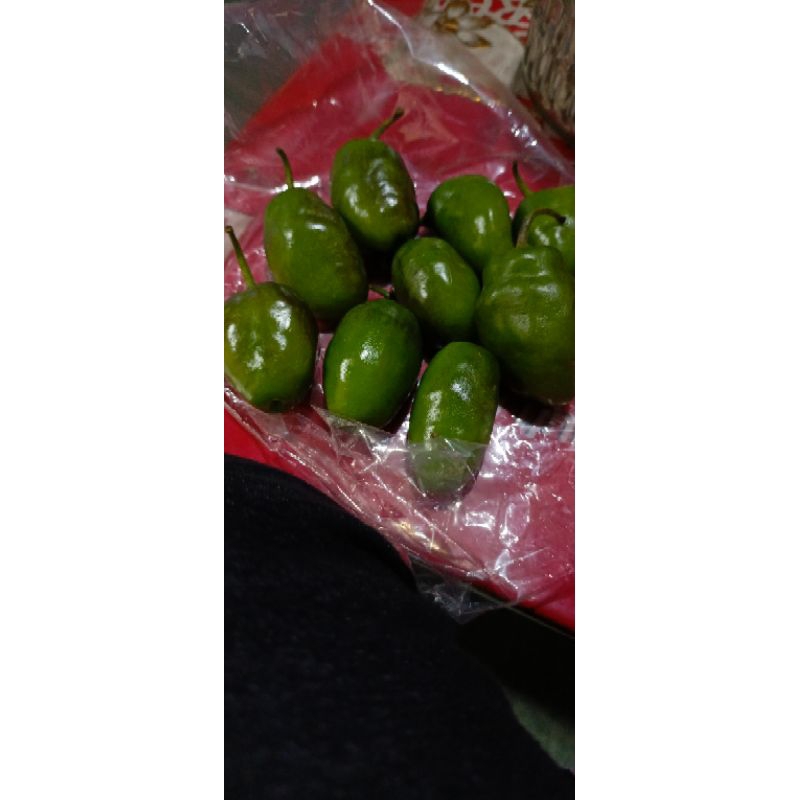 

cabe bendot/cabe viral / cabe dieng/ cabe asli