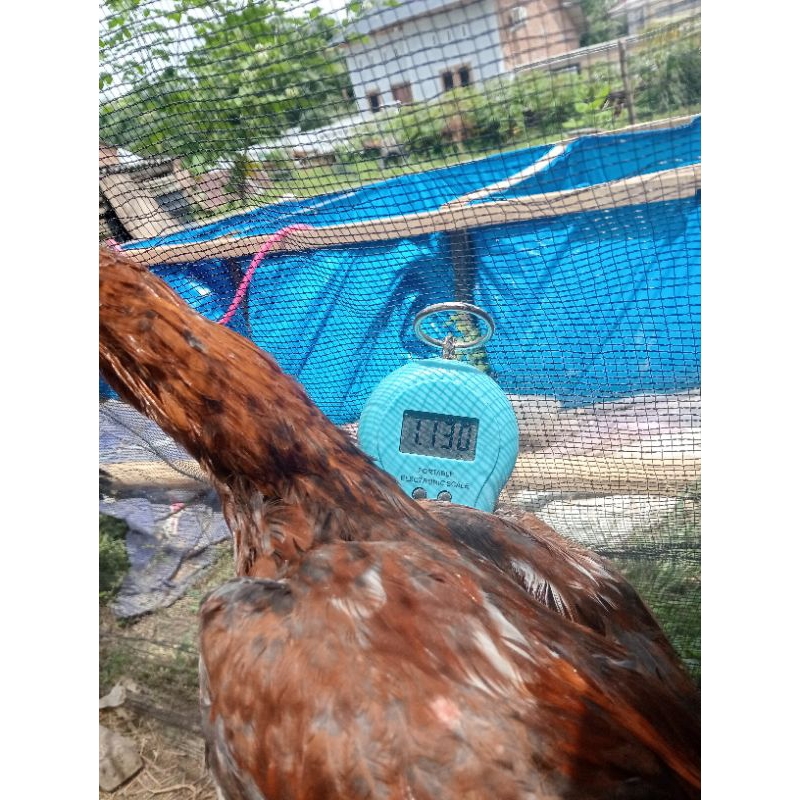 

ayam kampung konsumsi
