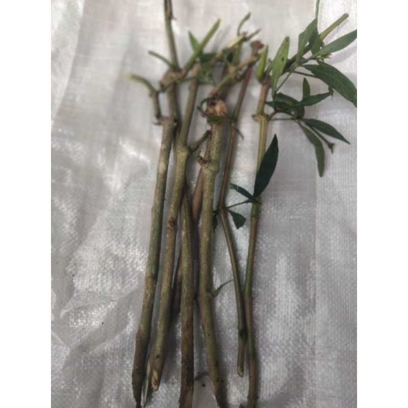 Stek batang gandarusa/genjik/prasman 10 batang