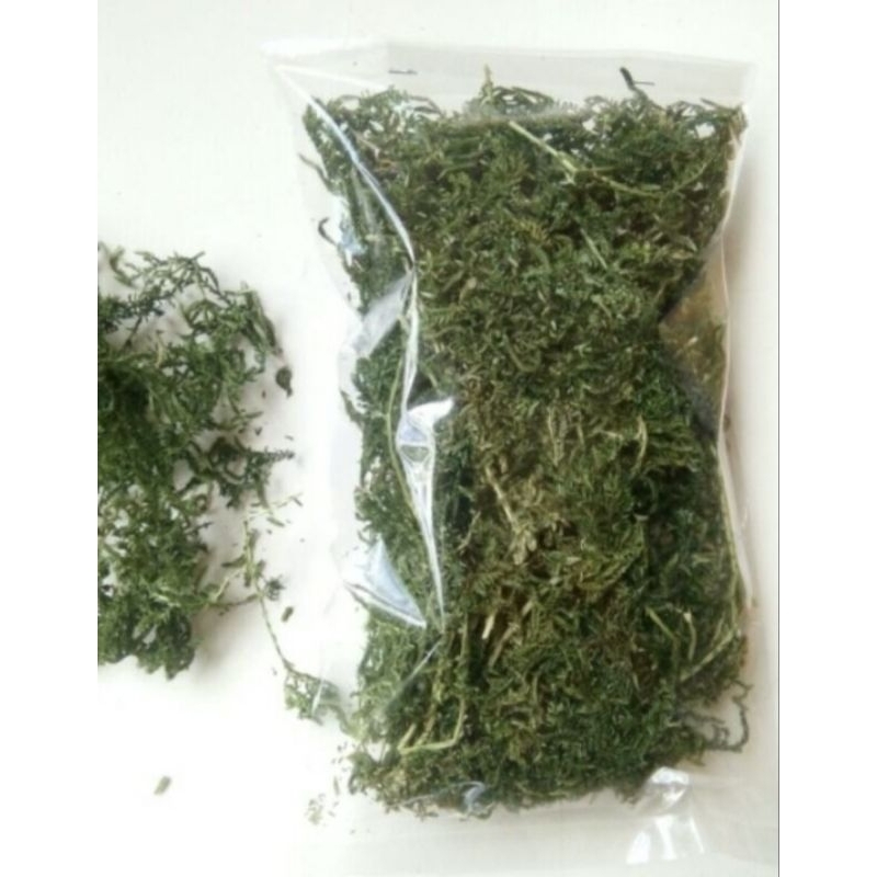 

Daun cakar ayam kering alami herbal berkualitas 100 gram