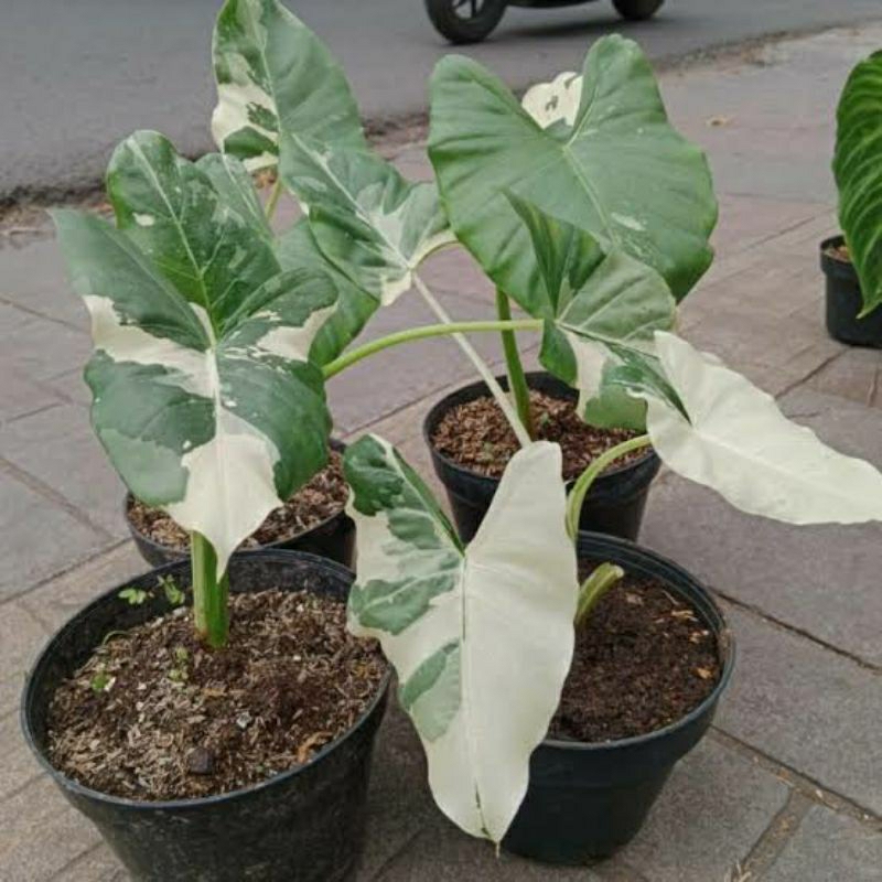 Alocasia sente varigata/keladi talas varigata