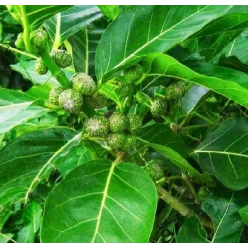 

TERBAIK TERMURAH DAUN AWAR-AWAR SEGAR 100%ORIGINAL LANGSUNG PETIK (500 GRM)