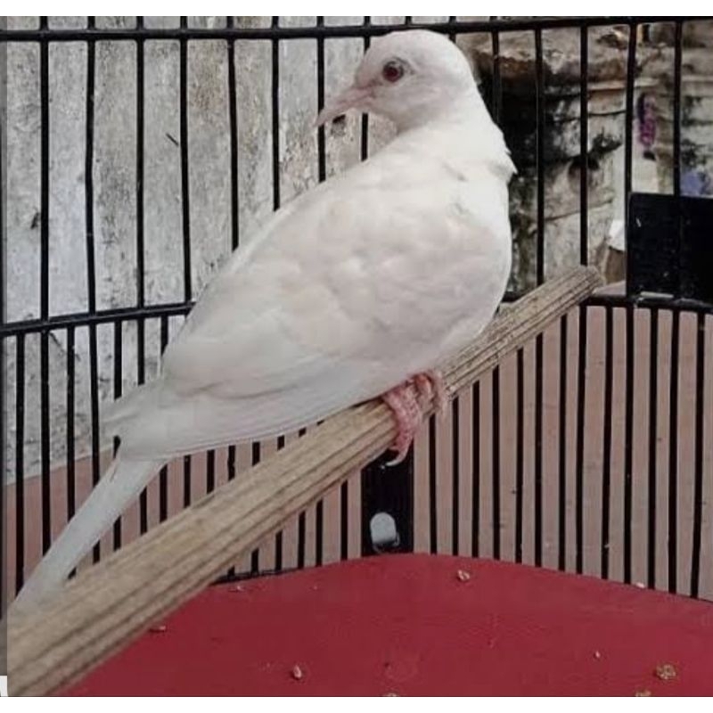 BURUNG PERKUTUT PUTIH MATA MERAH REMAJA