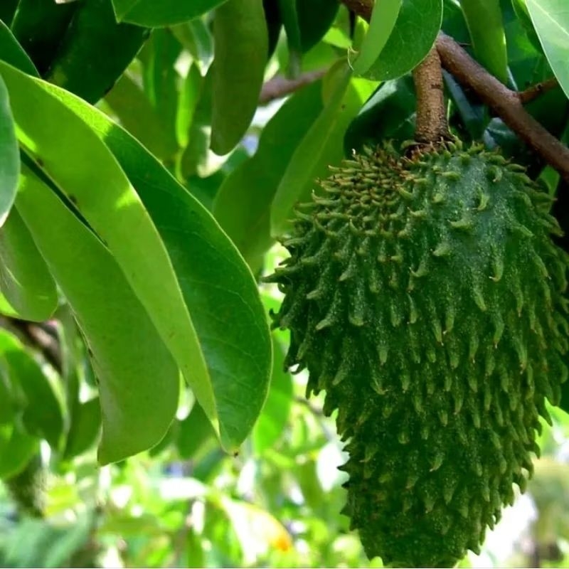 

Daun Sirsak Seger Fresh Daun Herbal 50 Lembar