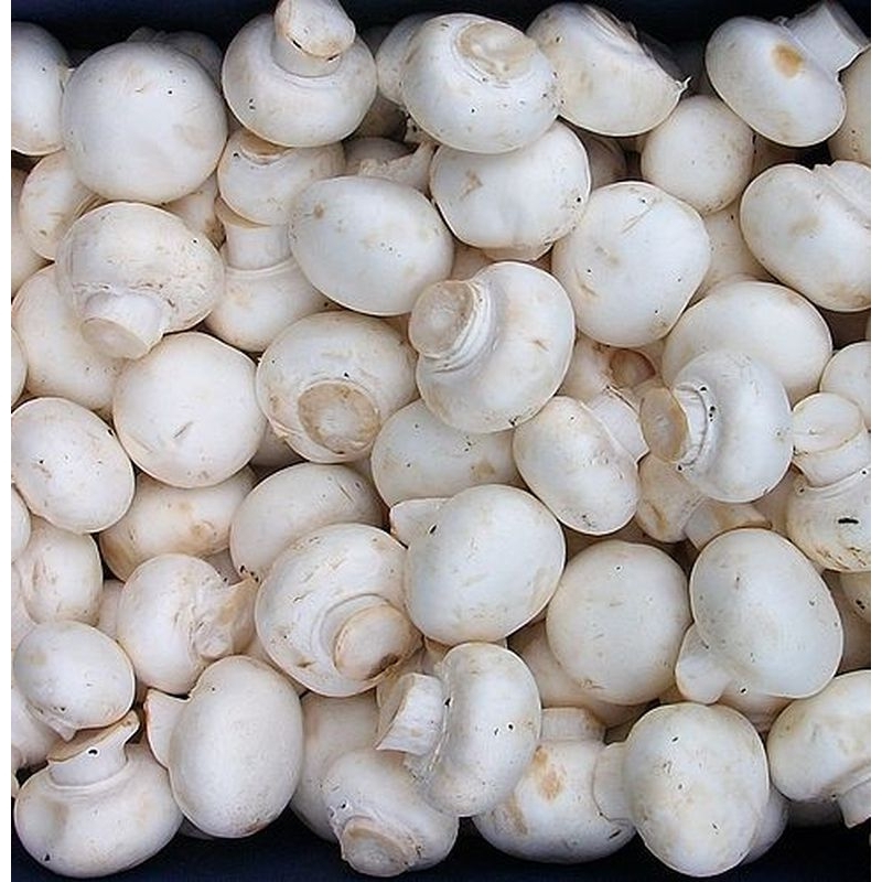 

JYOTI JAMUR CHAMPIGNON 250 GR