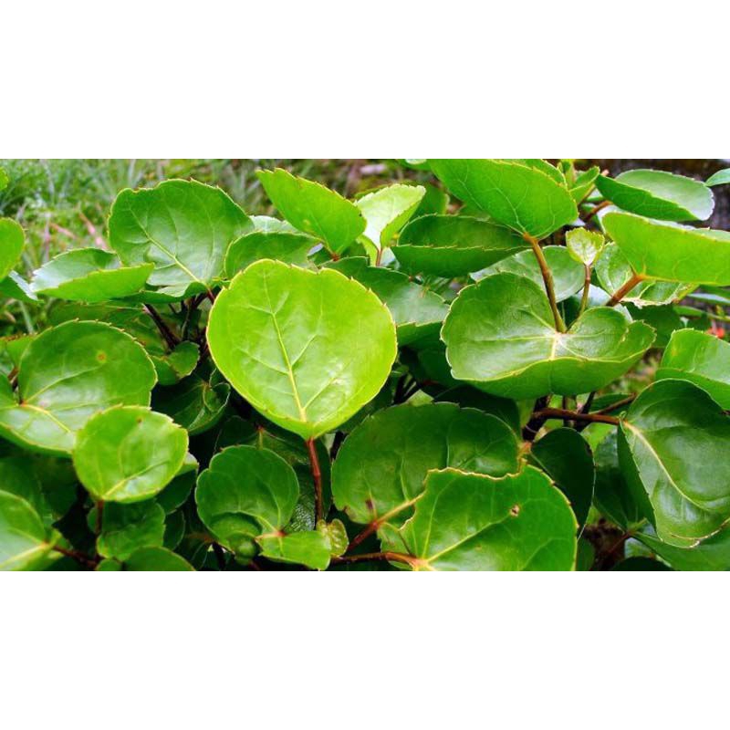 

Daun Mangkokan/Daun Mangkok Segar fress Alami Paket 200 Gram