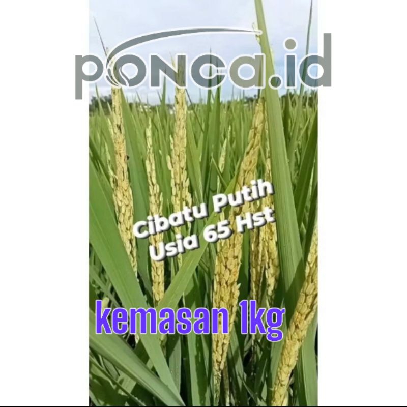 benih padi Bibit padi cibatu putih kemasan 1kg original