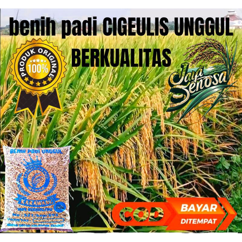 BENIH BIBIT PADI CIGEULIS UNGGUL BERKUALITAS KEMASAN 1KG