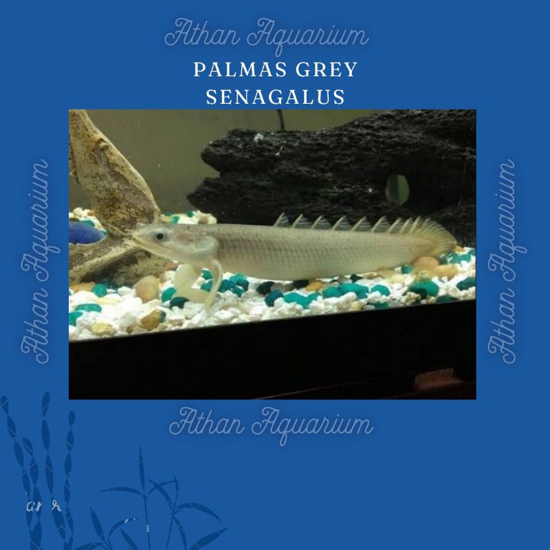 Palmas Grey Senegalus size  Besar ukuran 15-20cm