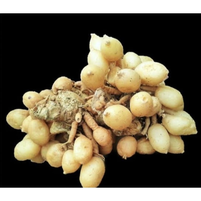 

kunyit putih herbal