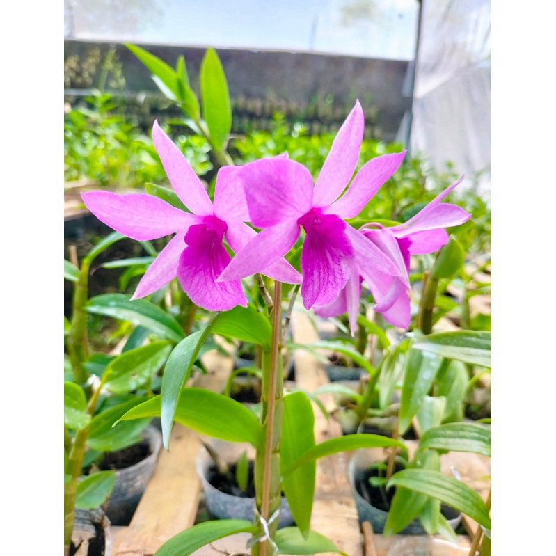 dendrobium enobi x aphillum